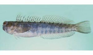 Blue-dashed rockskipper - Not known - Blenniella periophthalmus - Type: Bonyfish