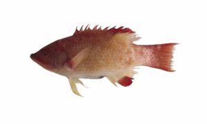 Bay of Bengal hogfish - Chapta shukormukhi mach (চ্যাপ্টা শুকরমূখী মাছ) - Bodianus neilli - Type: Bonyfish