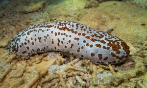 Leopard fish, Spotted sea cucumber - Tilokito samudra shasha ( তিলোকিতো সমুদ্র শশা) - Bohadschia argus - Type: Sea_cucumber