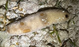Brown Sandfish, Chalkyfish - Not Known - Bohadschia marmorata - Type: Sea_cucumber