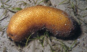 Brown Sandfish - Not Known - Bohadschia vitiensis - Type: Sea_cucumber