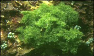 Not Known - Not Known - Boodlea composita - Type: Seaweeds