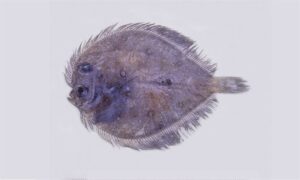 Indo-Pacific oval flounder, Oval Flounder - Chepta machh (চ্যাপ্টা মাছ), Kukur Jib (কুকুর জিব) - Bothus myriaster - Type: Bonyfish