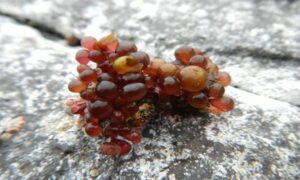 Not Known - Not Known - Botryocladia skottsbergii - Type: Seaweeds