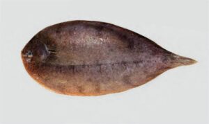 Oriental sole - Botpata ( বটপাতা), Kathal pata (কাঠাল পাতা), Kola pata কলা পাতা - Brachirus orientalis - Type: Bonyfish