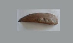 Pan sole - Pata machh ( পাতা মাছ) - Brachirus pan - Type: Bonyfish
