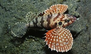 Sawmaxilla scorpionfish - Mili Rongila (মিলি রঙ্গিলা), Kakra bicha mach (কাঁকড়াবিছা মাছ) - Brachypterois serrulifer - Type: Bonyfish