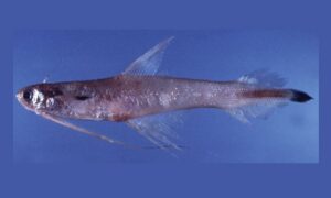 - Not known - Bregmaceros lanceolatus - Type: Bonyfish