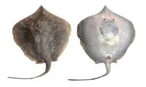 Scaly whipray - Paici shapla pata (পাইসি শাপলা পাতা), Haush pata (হাউশ পাতা) - Brevitrygon imbricata - Type: Ray