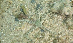 Brittle-Star - Not Known - Breviturma brevipes - Type: Sea_star