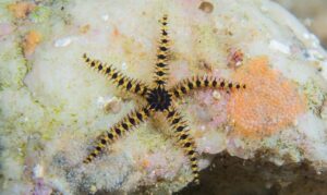 Brittle-Star - Not Known - Breviturma pica - Type: Sea_star