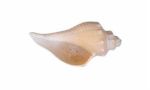 Ternate false fusus, Ternate melongena - Lomba kata shamuk (লম্বা কাটা শামুক) - Brunneifusus ternatanus - Type: Sea_snails