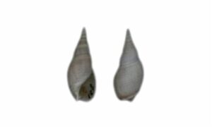 pure bullia - Shamuk (শামুক) - Bullia pura - Type: Sea_snails