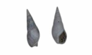 Ribbon bullia - Shamuk (শামুক) - Bullia vittata - Type: Sea_snails