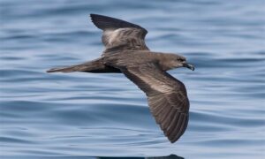 Jouanin’s Petrel - Not Known - Bulweria fallax - Type: Marine_birds