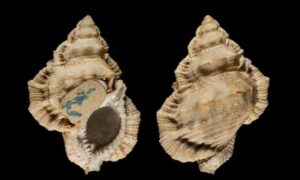 Noble frog shell, little pearled ranella - Bang shamuk (ব্যাঙ শামুক) - Bursina margaritula - Type: Sea_snails