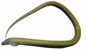 Finny snake eel - Probal baim (প্রবাল বাইম), Hizra (হিজরা) - Caecula pterygera - Type: Bonyfish