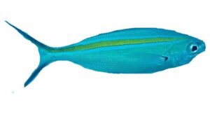 Blue and gold fusilier - Nil sonali fusilar (নীল সোনালি ফুসিলার) - Caesio caerulaurea - Type: Bonyfish