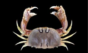 Two-striped Box. - Kakra (কাঁকড়া) - Calappa bilineata - Type: Crab