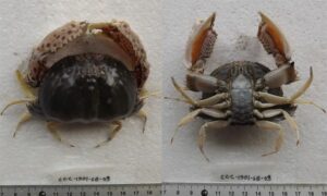 Common Box Crab. - Baksho Kakra (বাক্স কাঁকড়া) - Calappa lophos - Type: Crab