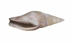 Triplicate miter - Mutra leza (মুত্রা ল্যাজা) - Calcimitra triplicata - Type: Sea_snails
