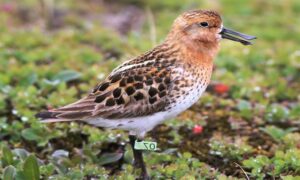 Spoon-billed sandpiper - Chamochthuto Batan (চামচঠুঁটো বাটান) - Calidris pygmaea - Type: Marine_birds