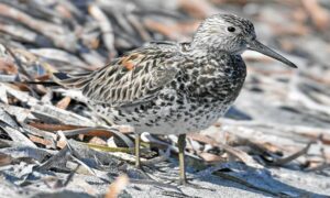 Great Knot - Boro Not - Calidris tenuirostris - Type: Marine_birds