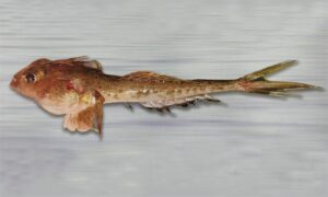 Indian deepwater dragonet - Moor Dragon baila (মুর ড্রাগন বাইলা) - Callionymus carebares - Type: Bonyfish