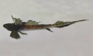 Margaret's dragonet - Lombalej dragon baila (লম্বালেজ ড্রাগন বাইলা) - Callionymus margaretae - Type: Bonyfish
