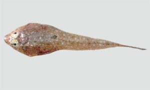 Arrow dragonet - Choto dragon baila (ছোট ড্রাগন বাইলা) - Callionymus sagitta - Type: Bonyfish