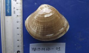 Brown venus - Not known - Callista chione - Type: Bivalve