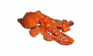 Night octopus, Devilfish, White-spotted octopus - Octopus (অক্টোপাস) - Callistoctopus macropus - Type: Octopus