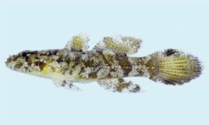 Not Known - Not known - Callogobius hasseltii - Type: Bonyfish