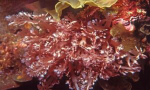 Carola - Not Known - Callophyllis rangiferina - Type: Seaweeds