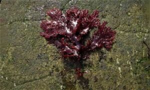 Large wire weed - Not Known - Callophyllis variegata - Type: Seaweeds