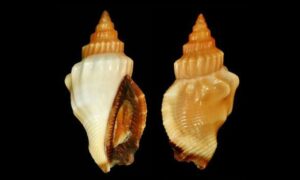 Elegant conch - Chil shamuk (চিল শামুক) - Canarium erythrinum - Type: Sea_snails