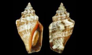 Plicate conch - Ankti shamuk (আংটি শামুক) - Canarium labiatum - Type: Sea_snails