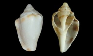 Mutable conch - Pakhi shamuk (পাখি শামুক) - Canarium mutabile - Type: Sea_snails