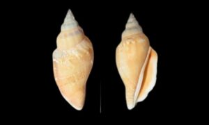Little pitcher conch - Chil shamuk (চিল শামুক) - Canarium urceus - Type: Sea_snails