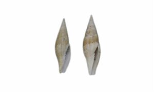 Isabelles miter - Mutra leza (মুত্রা ল্যাজা) - Cancilla isabella - Type: Sea_snails
