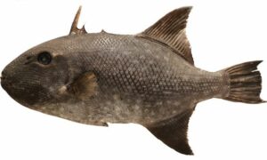 Rough triggerfish - Pistol mach (পিস্তল মাছ) - Canthidermis maculata - Type: Bonyfish
