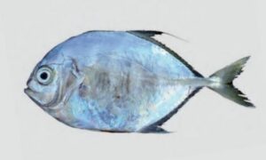 Bumpnose Trevally - Nakfula Mouri (নাকফুলা মৌরি), Mouri (মৌরি ), Uchunak mouri (উঁচুনাক মৌরি) - Atropus hedlandensis - Type: Bonyfish