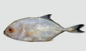Giant Trevally, Giant Kingfish - Nilambori (নীলাম্বরী), Gomamaitta (গোমামাইট্টা) - Caranx ignobilis - Type: Bonyfish