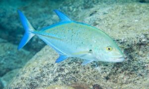 Bluefin Trevally - Nilambori (নীলাম্বরী) - Caranx melampygus - Type: Bonyfish