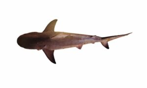 Bull shark - Kalo lota hangor (কালো লতা হাঙ্গর), Boli hangor (বলি হাঙ্গর) - Carcharhinus leucas - Type: Shark
