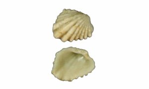 Cardita shell - Jhinuk (ঝিনুক) - Cardita ffinchi - Type: Bivalve