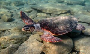 Loggerhead Turtle - Mugurmatha Kacchap (মুগুরমাথা কচ্ছপ) - Caretta caretta - Type: Turtles