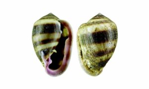 Judas ear crassidula - Deto Shamuk (দেঁতো শামুক) - Cassidula nucleus - Type: Sea_snails