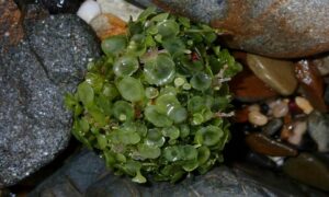 Big Parasol green Seaweed, Flattop Seagrape - Not Known - Caulerpa chemnitzia - Type: Seaweeds