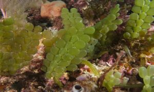 Green Cavier - Not Known - Caulerpa fergusonii - Type: Seaweeds